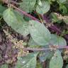 Fotografia 13 da espécie Chenopodium polyspermum do Jardim Botânico UTAD