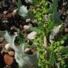 Fotografia 7 da espécie Chenopodium glaucum do Jardim Botânico UTAD