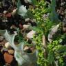 Fotografia 7 da espécie Chenopodium glaucum do Jardim Botânico UTAD
