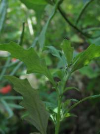 Fotografia da espécie Chenopodium glaucum
