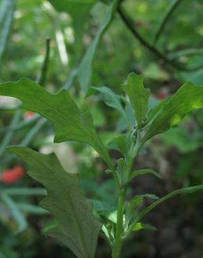 Fotografia 8 da espécie Chenopodium glaucum no Jardim Botânico UTAD