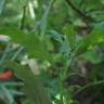 Fotografia 8 da espécie Chenopodium glaucum do Jardim Botânico UTAD