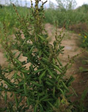 Fotografia 9 da espécie Chenopodium glaucum no Jardim Botânico UTAD