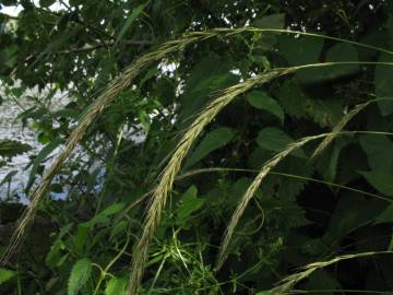 Fotografia da espécie Elymus caninus