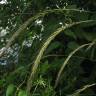 Fotografia 2 da espécie Elymus caninus do Jardim Botânico UTAD