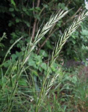 Fotografia 1 da espécie Elymus caninus no Jardim Botânico UTAD