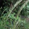 Fotografia 1 da espécie Elymus caninus do Jardim Botânico UTAD