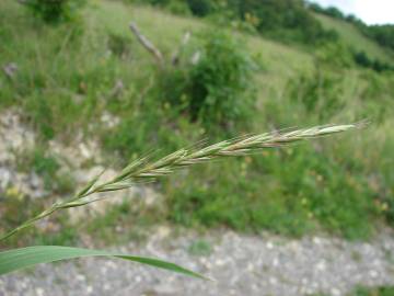 Fotografia da espécie Elymus caninus