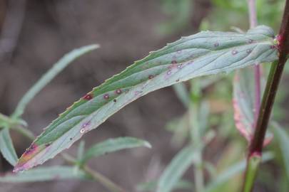 Fotografia da espécie Epilobium lanceolatum
