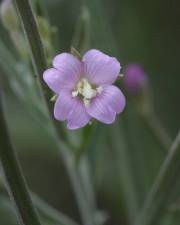 Fotografia da espécie Epilobium lanceolatum