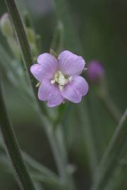 Fotografia da espécie Epilobium lanceolatum