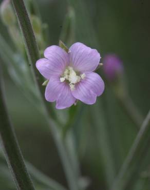 Fotografia 1 da espécie Epilobium lanceolatum no Jardim Botânico UTAD