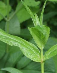 Epilobium obscurum