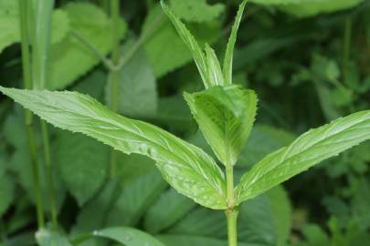 Fotografia da espécie Epilobium obscurum