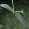 Fotografia 3 da espécie Epilobium obscurum do Jardim Botânico UTAD