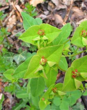 Fotografia 7 da espécie Euphorbia dulcis no Jardim Botânico UTAD