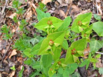 Fotografia da espécie Euphorbia dulcis