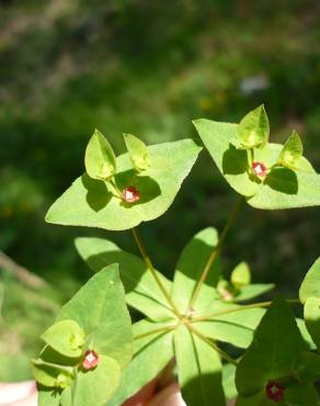 Fotografia 8 da espécie Euphorbia dulcis no Jardim Botânico UTAD