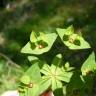 Fotografia 8 da espécie Euphorbia dulcis do Jardim Botânico UTAD