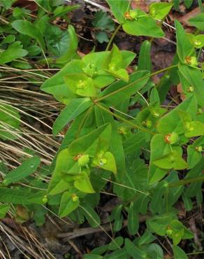 Fotografia 9 da espécie Euphorbia dulcis no Jardim Botânico UTAD