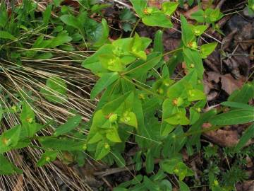 Fotografia da espécie Euphorbia dulcis