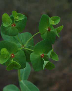 Fotografia 10 da espécie Euphorbia dulcis no Jardim Botânico UTAD