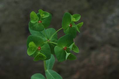 Fotografia da espécie Euphorbia dulcis