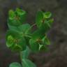 Fotografia 10 da espécie Euphorbia dulcis do Jardim Botânico UTAD