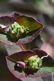 Fotografia da espécie Euphorbia dulcis