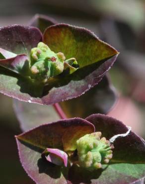 Fotografia 11 da espécie Euphorbia dulcis no Jardim Botânico UTAD