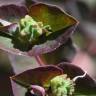 Fotografia 11 da espécie Euphorbia dulcis do Jardim Botânico UTAD