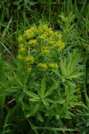 Fotografia da espécie Euphorbia esula subesp. esula