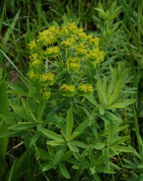 Fotografia 1 da espécie Euphorbia esula subesp. esula no Jardim Botânico UTAD