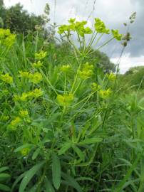 Fotografia da espécie Euphorbia esula subesp. esula