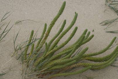 Fotografia da espécie Euphorbia paralias