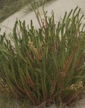 Fotografia 8 da espécie Euphorbia paralias no Jardim Botânico UTAD