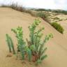 Fotografia 9 da espécie Euphorbia paralias do Jardim Botânico UTAD