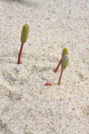 Fotografia da espécie Euphorbia paralias