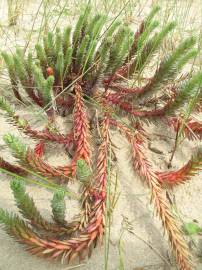 Fotografia da espécie Euphorbia paralias