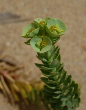 Fotografia 13 da espécie Euphorbia paralias no Jardim Botânico UTAD