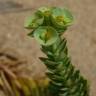 Fotografia 13 da espécie Euphorbia paralias do Jardim Botânico UTAD