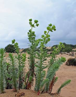 Fotografia 16 da espécie Euphorbia paralias no Jardim Botânico UTAD