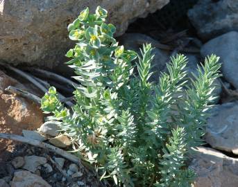 Fotografia da espécie Euphorbia paralias