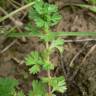 Fotografia 5 da espécie Alchemilla arvensis do Jardim Botânico UTAD