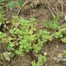 Fotografia 6 da espécie Alchemilla arvensis do Jardim Botânico UTAD