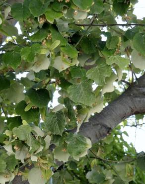 Fotografia 7 da espécie Tilia tomentosa no Jardim Botânico UTAD