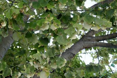 Fotografia da espécie Tilia tomentosa