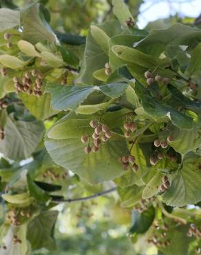 Fotografia 8 da espécie Tilia tomentosa no Jardim Botânico UTAD