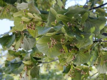 Fotografia da espécie Tilia tomentosa