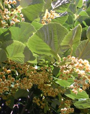 Fotografia 9 da espécie Tilia tomentosa no Jardim Botânico UTAD